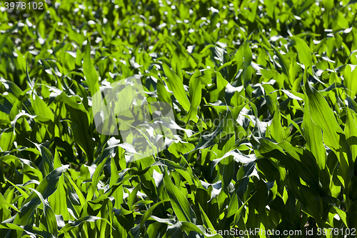 Image of Green corn field  