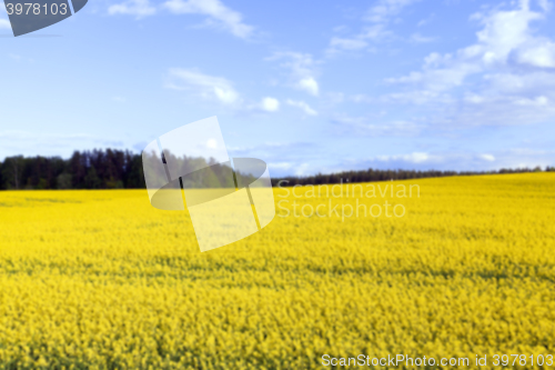 Image of rapeseed field in the summer  