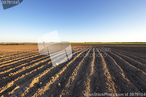 Image of potato field ,  Belarus