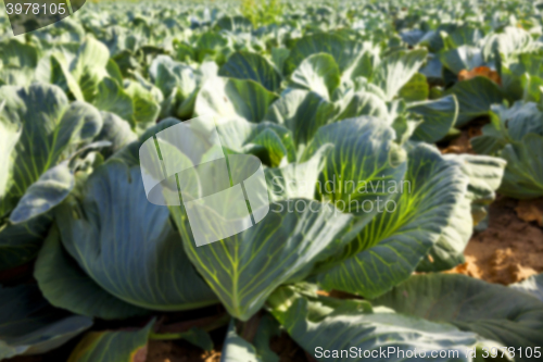 Image of Field with cabbage, summer 