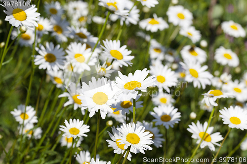 Image of daisy flowers , summer time