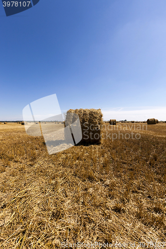 Image of haystacks straw lying in the agricultural field after harvesting cereal