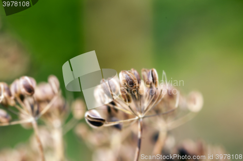 Image of mature dill close-up 