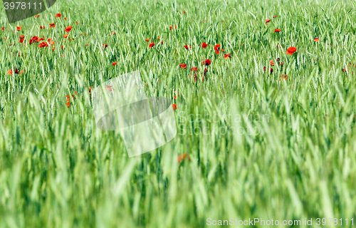 Image of blooming red poppies  