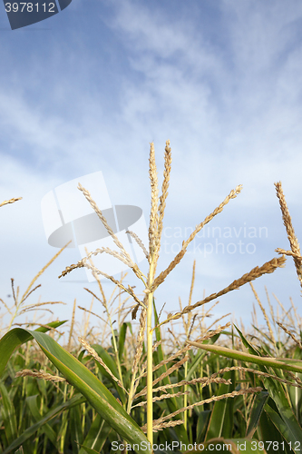 Image of Green immature corn 