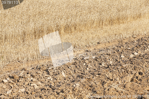 Image of ripe wheat crop  