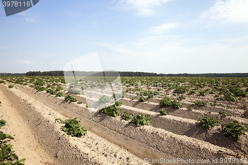 Image of Potatoes in the field  