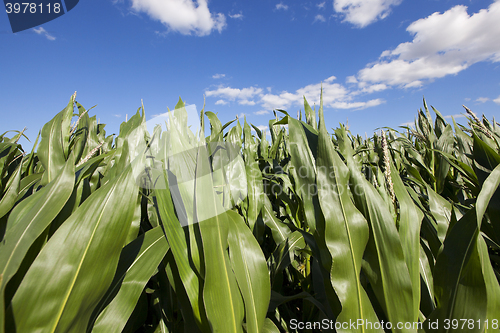 Image of corn field, agriculture 