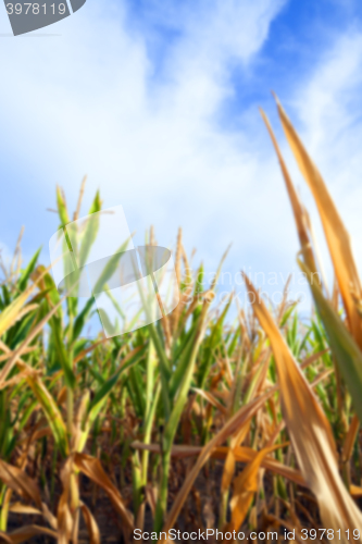 Image of Field with corn  