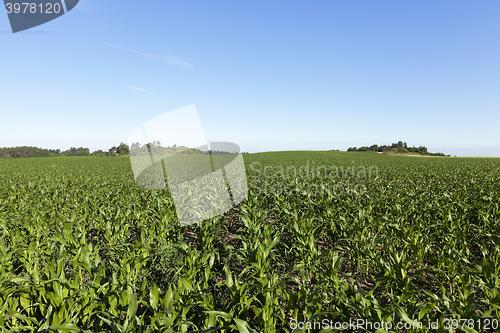 Image of Field with corn  