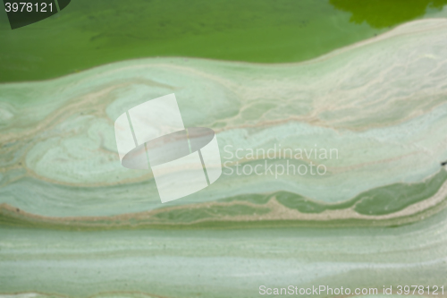 Image of Water in the swamp  