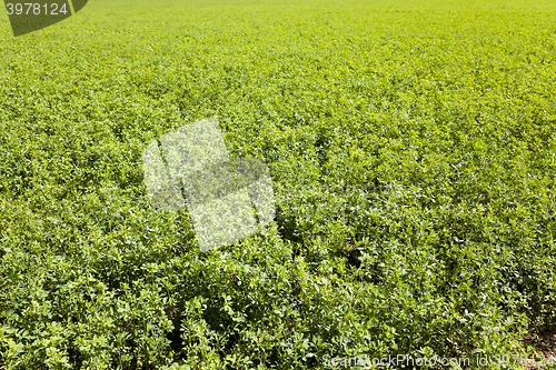 Image of green cereals , spring