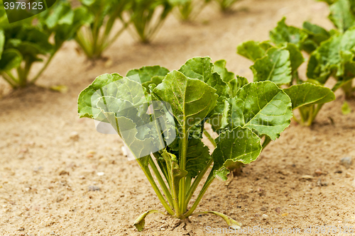 Image of Field with sugar beet  