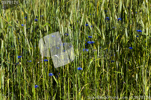 Image of blue cornflower ,  cereals