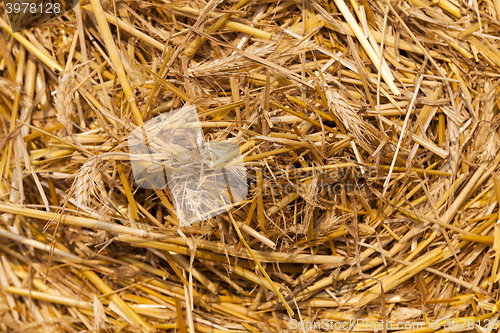 Image of stack of straw in the field  