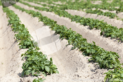 Image of Agriculture,   potato field  
