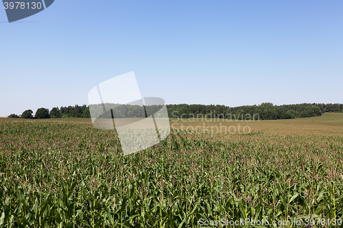 Image of Field with corn  