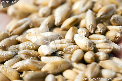 Image of wheat, close up  