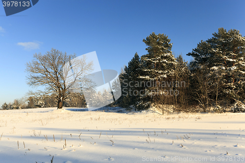 Image of trees in winter  