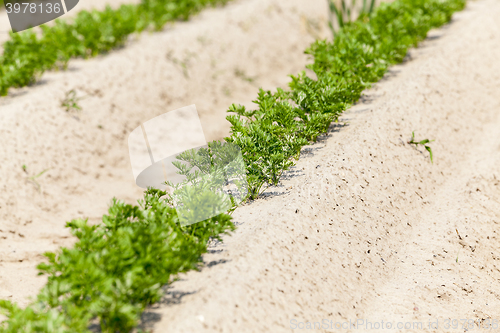 Image of Field with carrot  