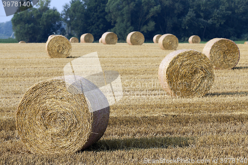 Image of stack of straw in the field  