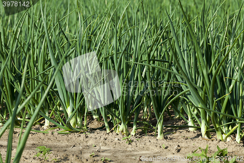 Image of sprouts green onions  