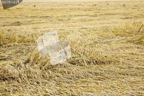 Image of ripe yellow cereals  
