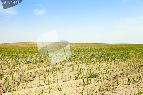 Image of Corn field, summer  