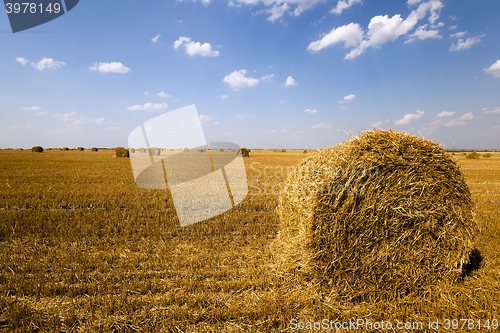 Image of haystacks straw ,  summer