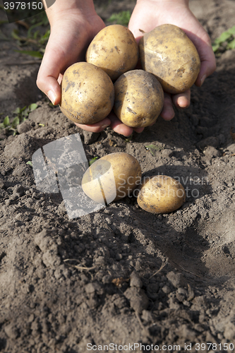 Image of Potatoes in hand 