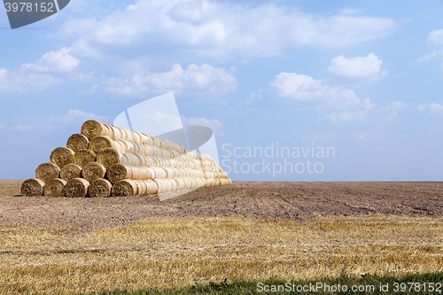 Image of agricultural field with cereal 