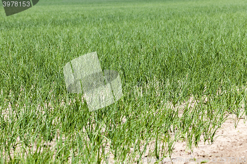 Image of green onions in the field  