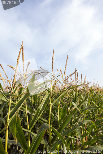 Image of field with corn  