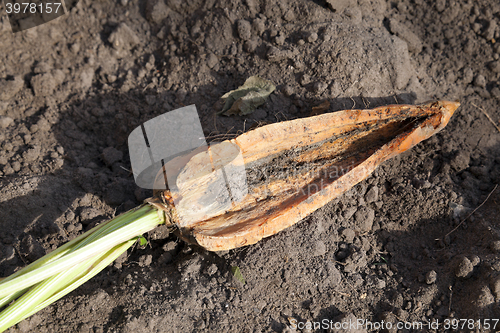 Image of Carrots on the ground  