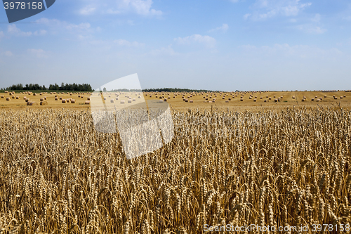 Image of Photo agriculture, Europe  