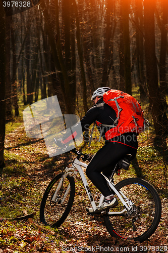 Image of Cyclist Riding the Bike on a Trail in Summer Forest