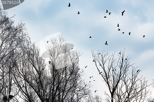 Image of Ravens and crows among the bare trees