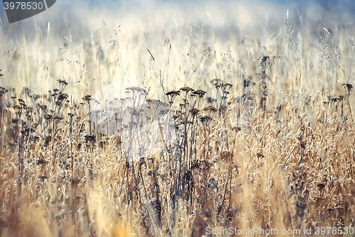 Image of Blurred autumn background 