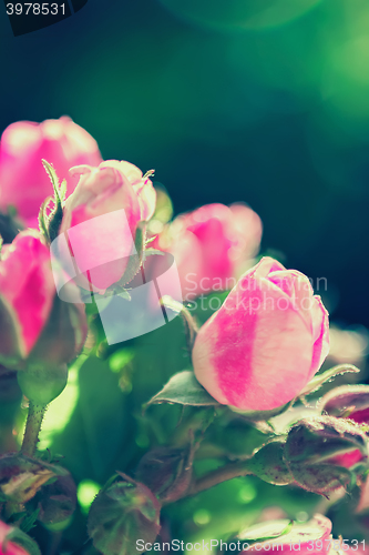 Image of Blurred roses on green bokeh background