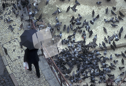 Image of EUROPE PORTUGAL LISBON BAIXA CITY BIRDS