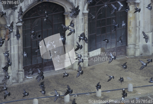 Image of EUROPE PORTUGAL LISBON BAIXA CITY BIRDS