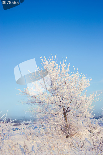 Image of Winter tree in a field with blue sky