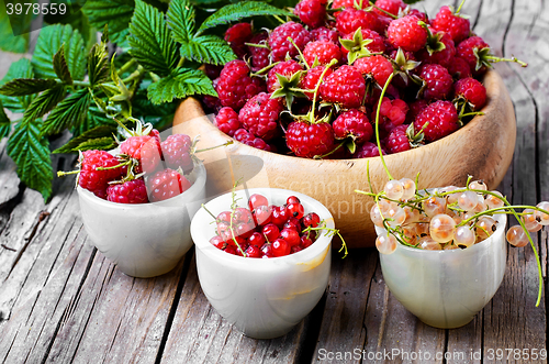 Image of raspberry and currants