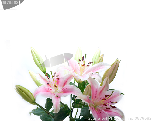 Image of pink lily flower bouquet