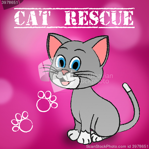 Image of Cat Rescue Indicates Pets Saving And Recovering