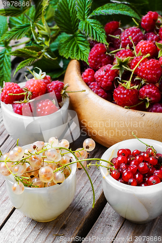 Image of raspberry and currants