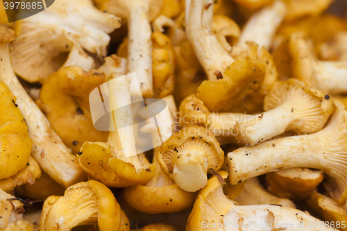 Image of girolles