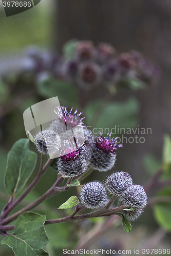 Image of burdock