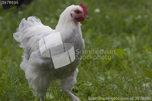 Image of white hen