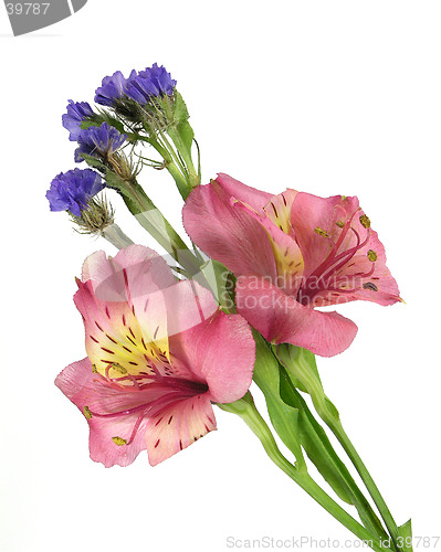 Image of Alstromerium and Statis